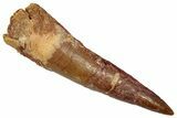 Fossil Spinosaurus Tooth - Real Dinosaur Tooth #353042-1